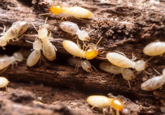 Cara Membasmi Rayap Secara Alami, Aman dan Ampuh