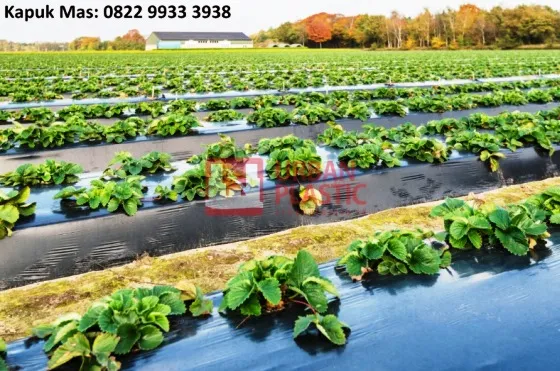 Harga Plastik Mulsa Kelebihan Kekurangan