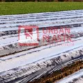 Harga Plastik Mulsa Merk Urban Plastic, Kelebihan dan Kekurangannya