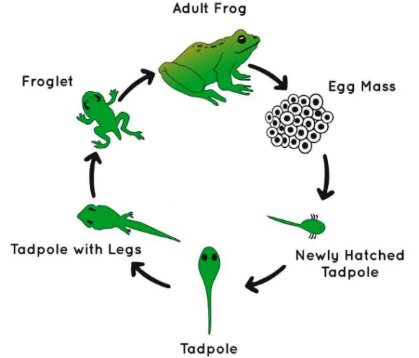Daur Hidup Katak
