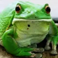 Mengenal Daur Hidup Katak Lengkap