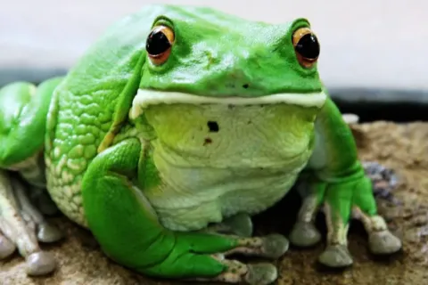 Mengenal Daur Hidup Katak Lengkap