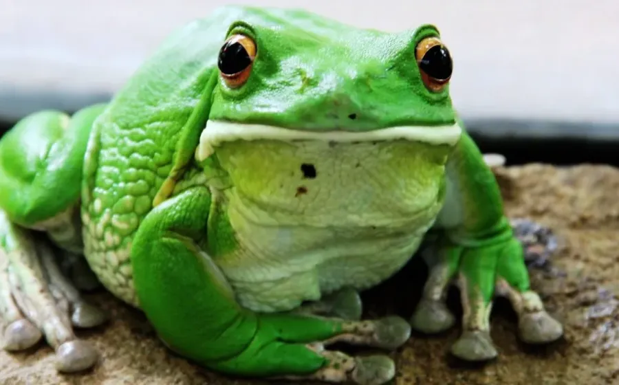Mengenal Daur Hidup Katak Lengkap