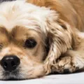 Apa Saja Bahaya Kutu Anjing Jangan Lupa, Atasi Dengan NexGard