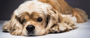 Apa Saja Bahaya Kutu Anjing Jangan Lupa, Atasi Dengan NexGard
