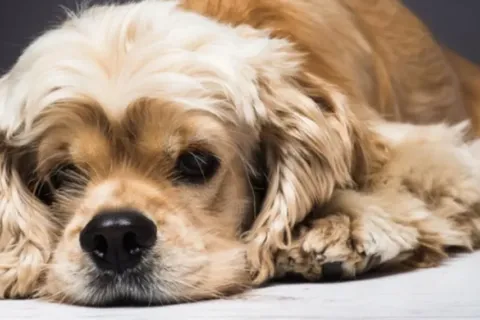 Apa Saja Bahaya Kutu Anjing Jangan Lupa, Atasi Dengan NexGard