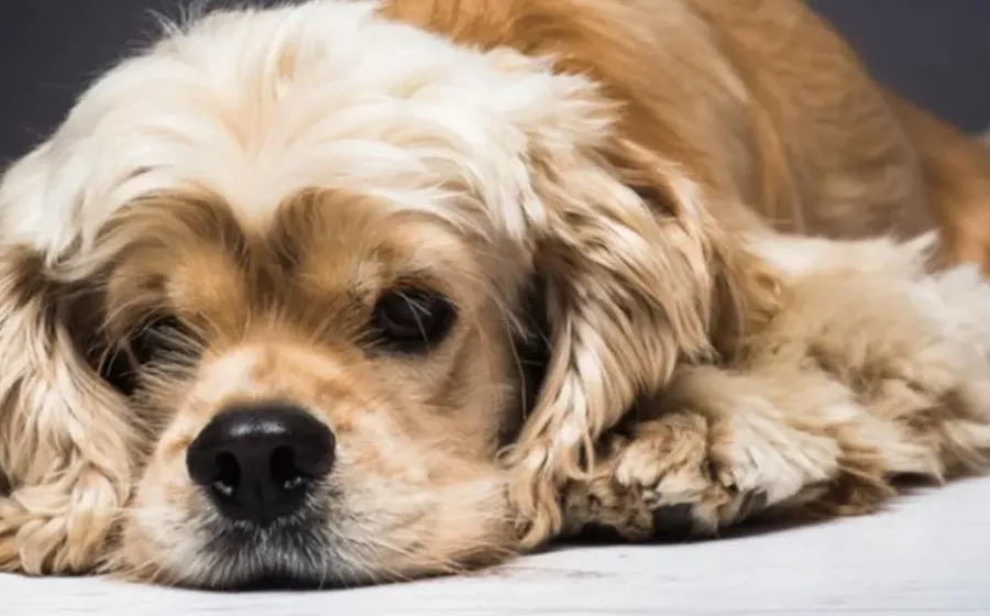 Apa Saja Bahaya Kutu Anjing Jangan Lupa, Atasi Dengan NexGard