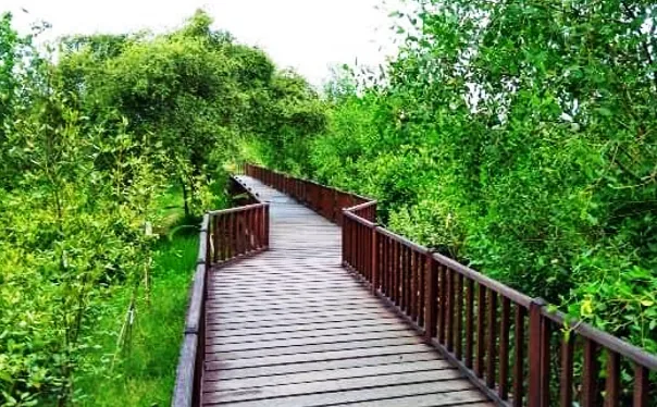 Hutan Mangrove Gunung Anyar Surabaya