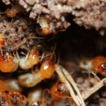 Jasa Anti Rayap Profesional Bikin Kamu Tenang Tinggal di Rumah