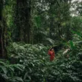Panduan wisata alam tropis untuk persiapan trekking menembus hutan hujan yang lebat dan hijau