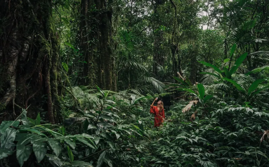 Panduan wisata alam tropis untuk persiapan trekking menembus hutan hujan yang lebat dan hijau