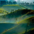 Kebun teh hijau Pangalengan Bandung saat pagi hari untuk panduan wisata kebun teh