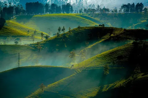 Kebun teh hijau Pangalengan Bandung saat pagi hari untuk panduan wisata kebun teh