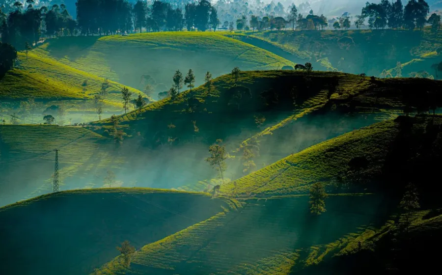 Kebun teh hijau Pangalengan Bandung saat pagi hari untuk panduan wisata kebun teh