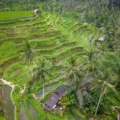 Pemandangan terasering sawah hijau bertingkat di Ubud Bali pada pagi hari yang sejuk