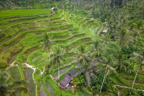 Pemandangan terasering sawah hijau bertingkat di Ubud Bali pada pagi hari yang sejuk