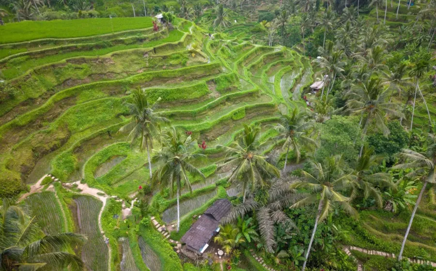 Pemandangan terasering sawah hijau bertingkat di Ubud Bali pada pagi hari yang sejuk