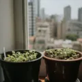 Deretan pot tanaman indoor dari bahan keramik dan terakota di atas meja kayu ruang tamu
