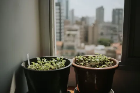 Deretan pot tanaman indoor dari bahan keramik dan terakota di atas meja kayu ruang tamu