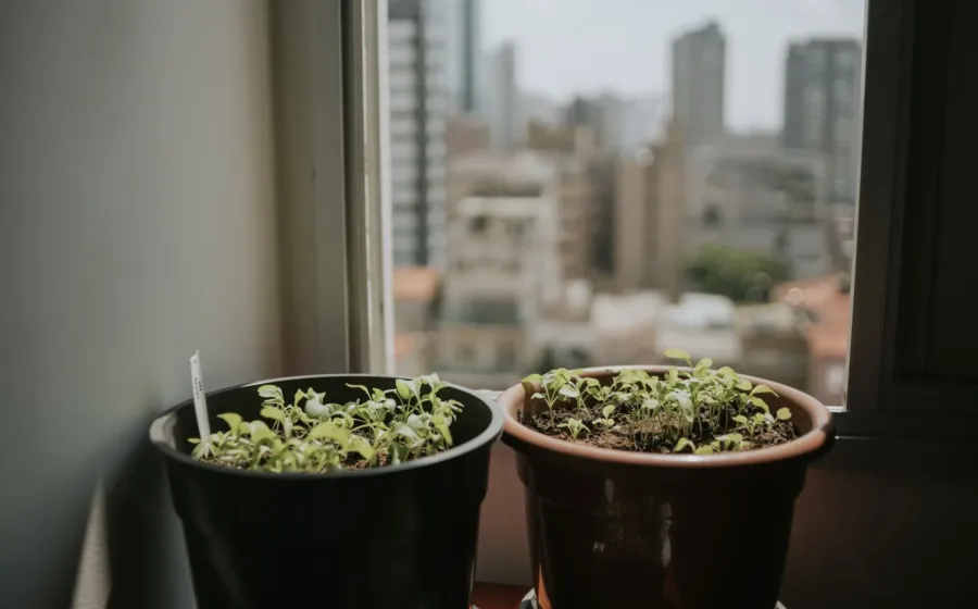 Deretan pot tanaman indoor dari bahan keramik dan terakota di atas meja kayu ruang tamu